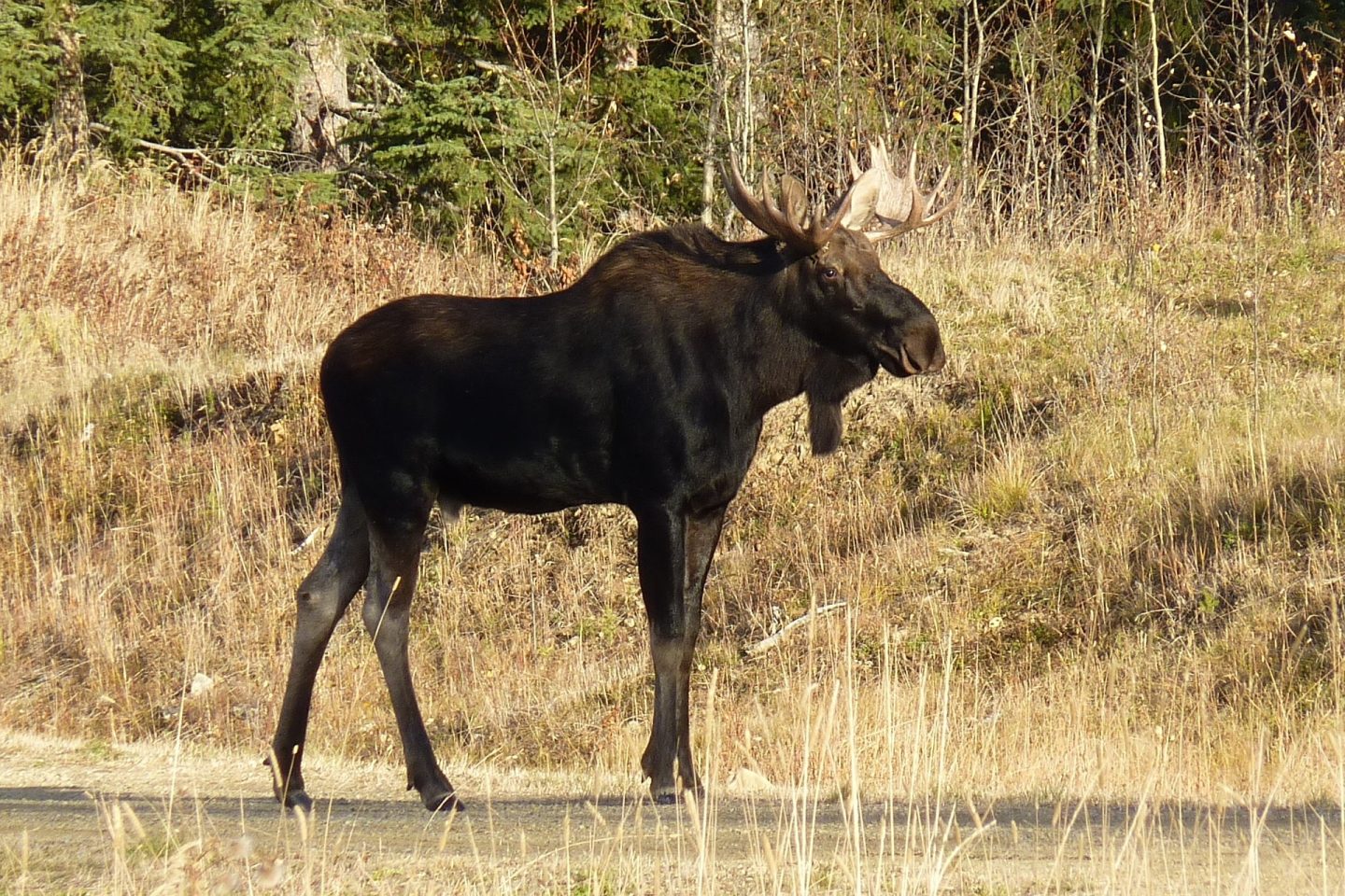 älg