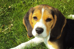 beagle
