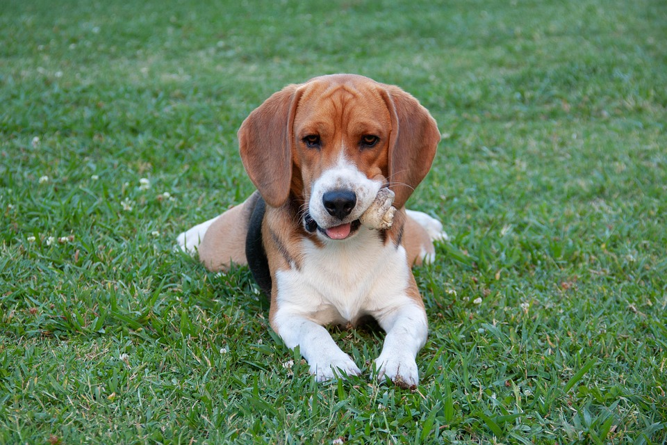 beagle